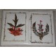 Handmade Flower Card-6 packet