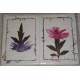 Handmade Flower Card-6 packet